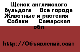 Щенок английского бульдога  - Все города Животные и растения » Собаки   . Самарская обл.